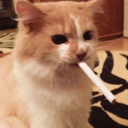 кот курит, курящий кот, кот сигаретой, милые котики смешные, крутые котики сигаретой