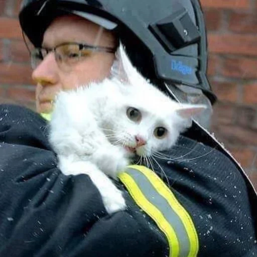 кот, кот пожарный, пожарный спасает кота, пожарный спас белого кота, кот дании кот россии после спасения пожара