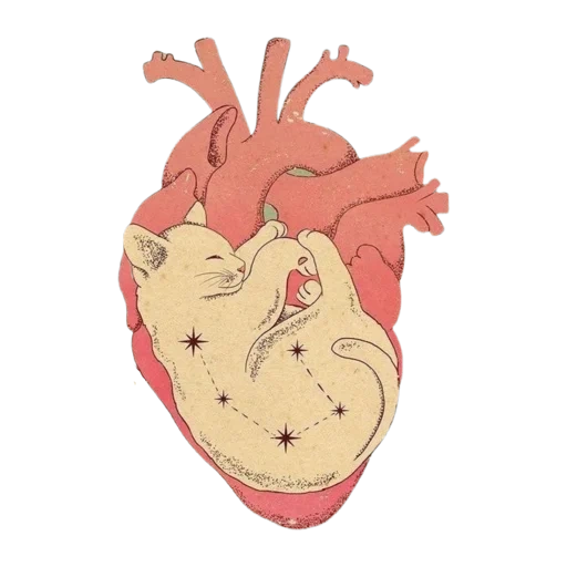 иллюстрация, орган сердце, сердце сердце, сердце анатомия, сердце настоящее