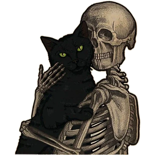 скелет кота, skeleton art, скелет кошки, ос скелет кот, скелеты котами
