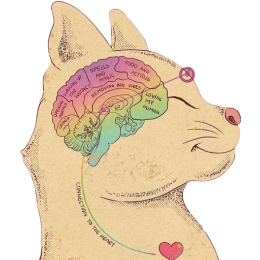 кот, мозг, кошачий мозг, мозг ребенка, детский мозг