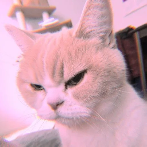 cat, evil cat, evil cat xiaoxue, a disgruntled cat, a disgruntled cat