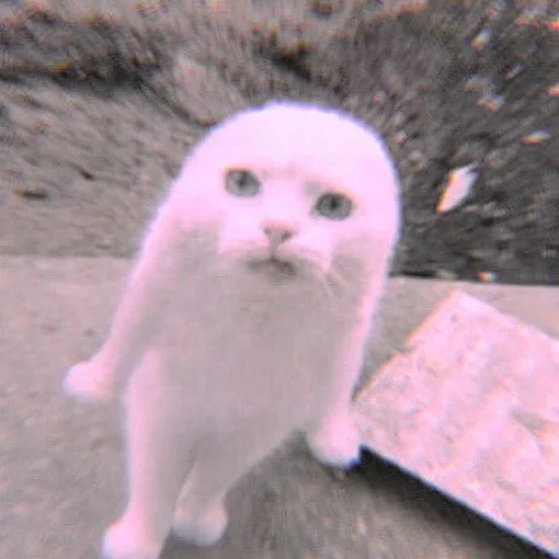 o gato é branco, gato sem orelhas, um gato sem orelhas, o gato de vyslowry é branco, gato whitty é branco