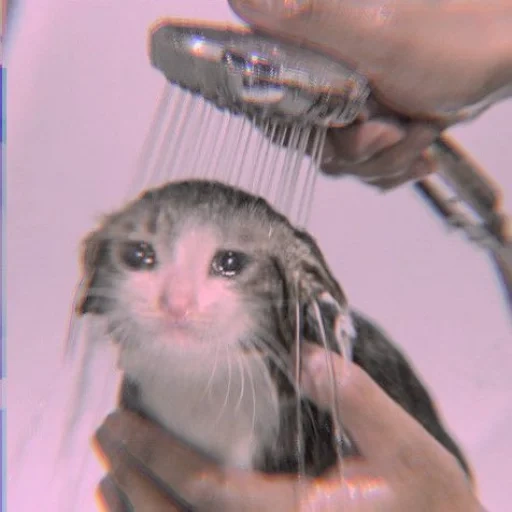 seal, cat, cats, cute cats are funny, cats crying in the shower
