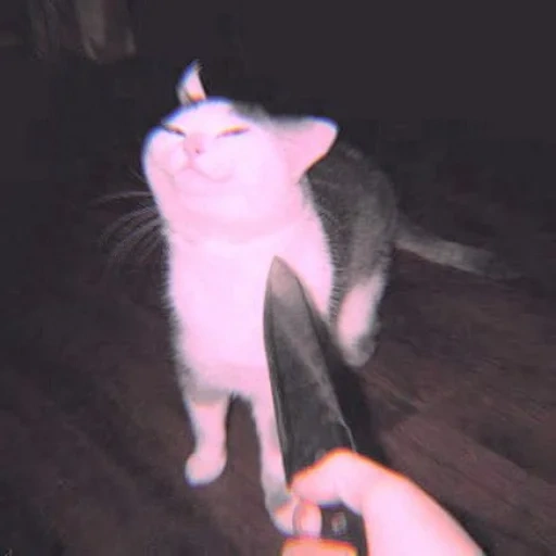 die katze, die katzen, the knife cat, katzenmesser-meme, katze mit messer in der nähe