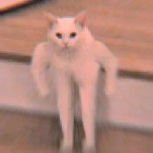 cat meme, cat swing, meme cat swing, cat hand meme, white cat meme