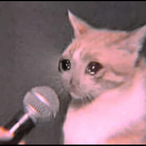 мем кошка, кот микрофоном, кашляющий кот мем, грустный кот микрофоном, кот микрофоном мем чистый