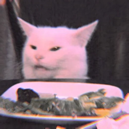 die katze, mem für die katze, die memetische katze, katze auf dem tisch, katze meme auf dem tisch