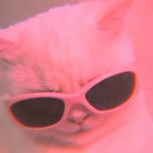 kisulia, video, estetica del gatto, elina la volpe, occhiali rosa gatto