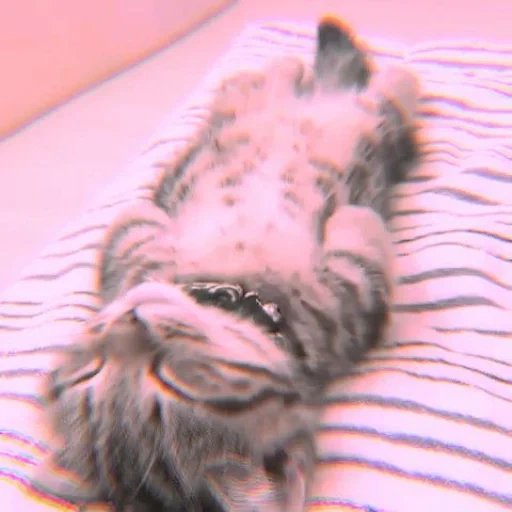cats, sleeping cat, chaton endormi, félins, chaton fatigué