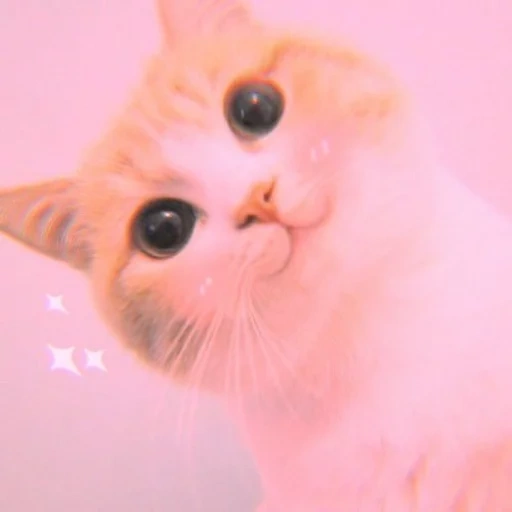 gato, gatos, gatos, gatos picchi, o gato é bochechas rosa