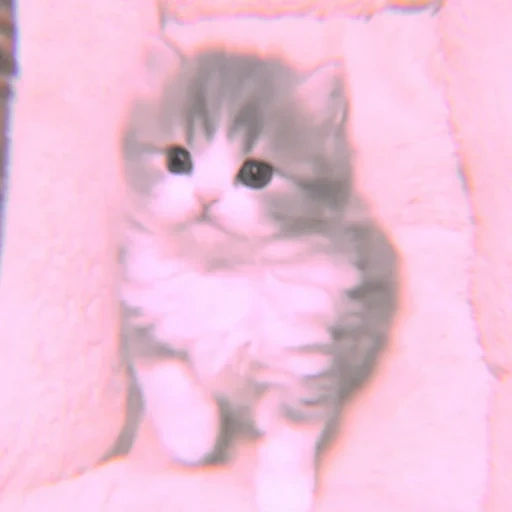 gatos lindos, los animales son lindos, gatitos esponjosos, un gatito de fondo rosa, gatitos encantadores