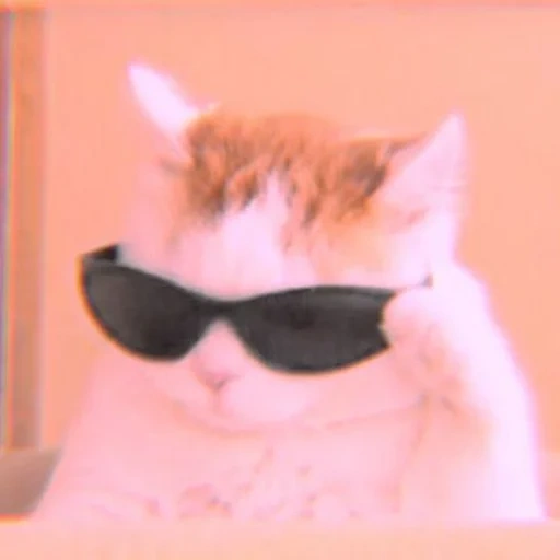 diana, vidors, mème de chat, cool cat meme