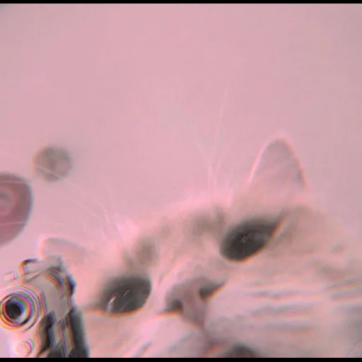 kucing, cat, copy link, meme kucing lucu, estetika pinterest wallpaper cat