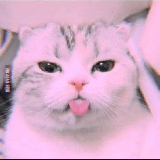 cat, angry cat, white cat, lovely seal, a cat with its tongue sticking out