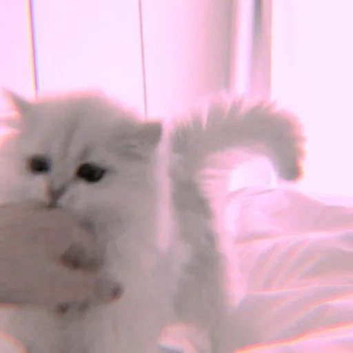 dolce kuss, gatto bianco, un bel sigillo, gattini affascinanti, foto di sigillo carino
