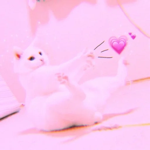 cats are cute, lovely seal, cute cats are funny, cat's heart aesthetics, aesthetics of kitten heart
