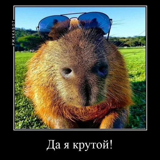 donna, scherzo, battute, capybars, meme wombat