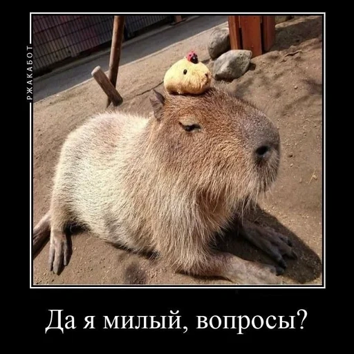 capybara, capybara sweetheart, capybara, petit capybara, capybara le plus grand rongeur