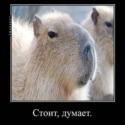 capybara, capybara 4k, capybara mignon, capybara pleine face, capybara