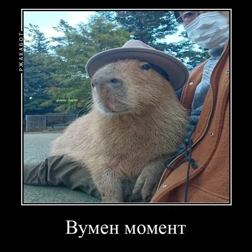 castor, capybara, todo beaver, beaver engraçado, animal capybar