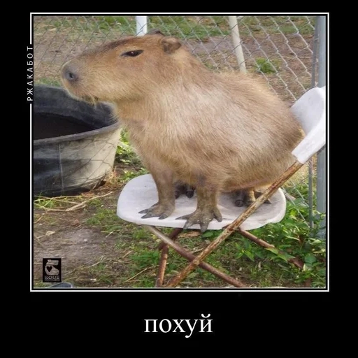 capybara, capybara castor, mème capybara, capybara de rongeur, petit capybara