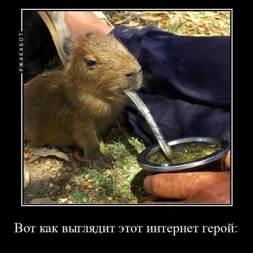 cat, capybara, capibar bobr, kapibara with a knife, kapibara attacks