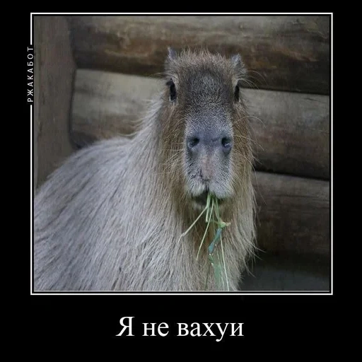 piada, capybara, copybar, copyabar está esperando, capybara doce