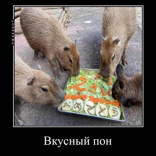 humor, candaan, candaan, capybars, bercanda humor