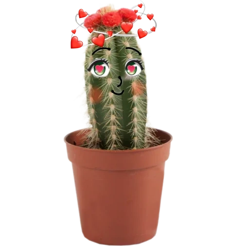 kaktus, kaktus dengan mata, campuran tanaman kaktus, cactus gymnocalcyumium, singing cactus toy