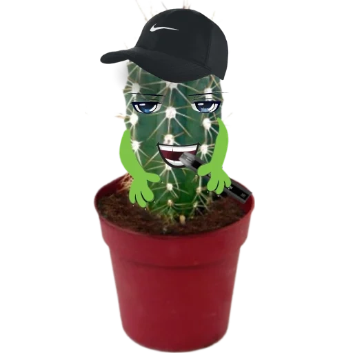 кактус, кактус d9, крутой кактус, домашнее растение, танцующий кактус горшке игрушка