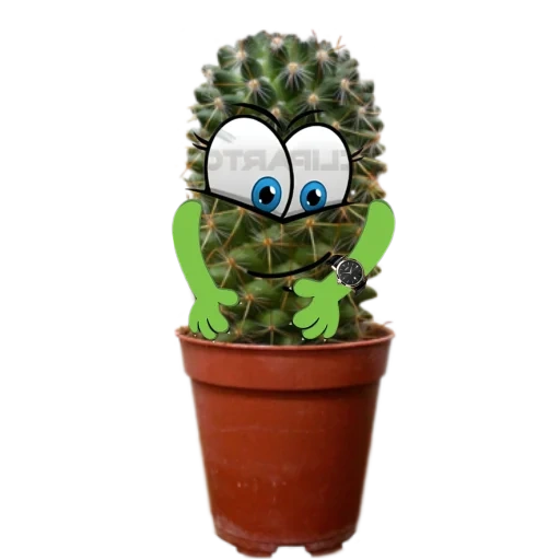 cactus, mélange de cactus, cactus mélange avec les yeux, pot de cactus avec les yeux, un petit cactus avec les yeux