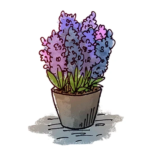 flower, lavender, hyacinth white background