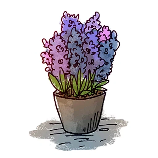 flores, lavanda, jacinto com fundo branco