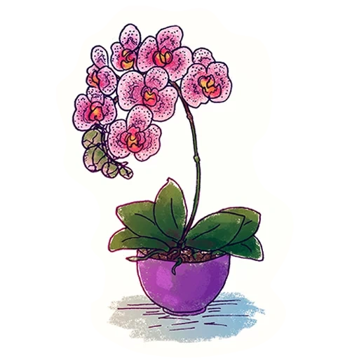 phalaenopsis, phalaenopsis, orchid phalaenopsis 1pp, orchid potted pattern, phalaenopsis in nantland