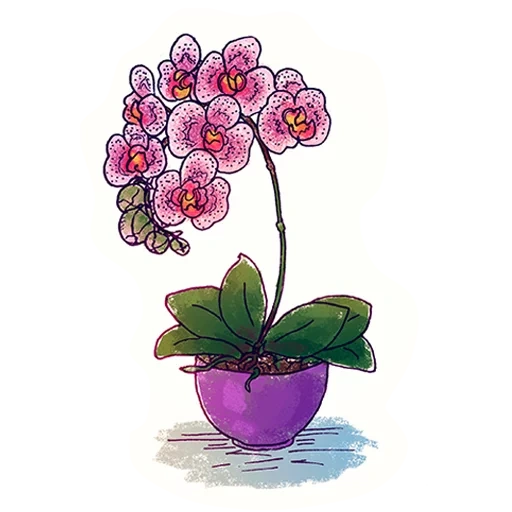 falenopsis nantes, orquídea de phalaenopsis, orquídea falenopsis 1rr, dibujo de marihuana, orquídea phalaenopsis nantes