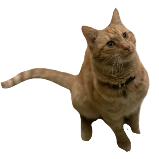 cats, cats, phoques, flying cat, photoshop pour chats