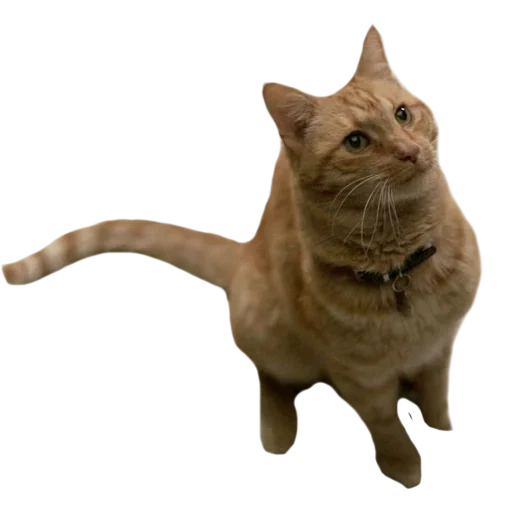 gato, gato, focas, gato volador, cat photoshop