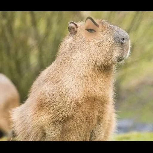 cumbunya, kapibalski, ekor capybara, capybara tikus, binatang capybara
