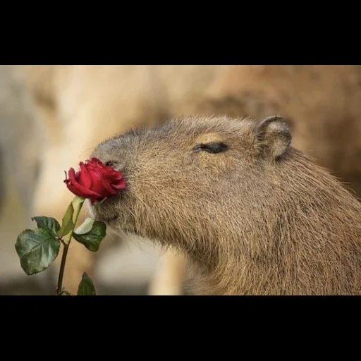 capybara, capybara sweetheart, capybara rose, capybara de rongeur, attaque de capybara
