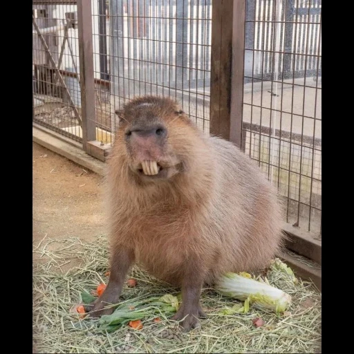 capybara, kapibara albino, capybartier, kapibara papst, capybara ist mein tandem tier