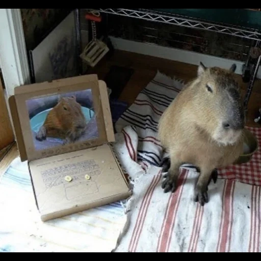 capybara, capybara de rongeur, capybara, world wide web, le capybara est mon animal tandem