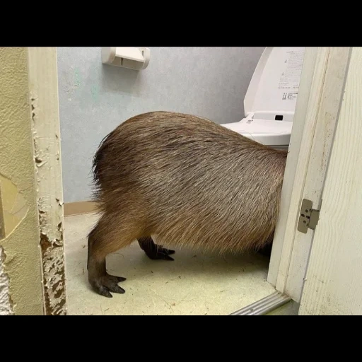 capybara, capybara tail, kapibara rodent, capybar animal, kapibars of the moscow zoo