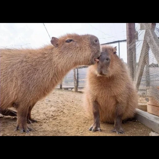 cumbunya, lolihunter, capybara high, binatang capybara, capybara babi guinea besar