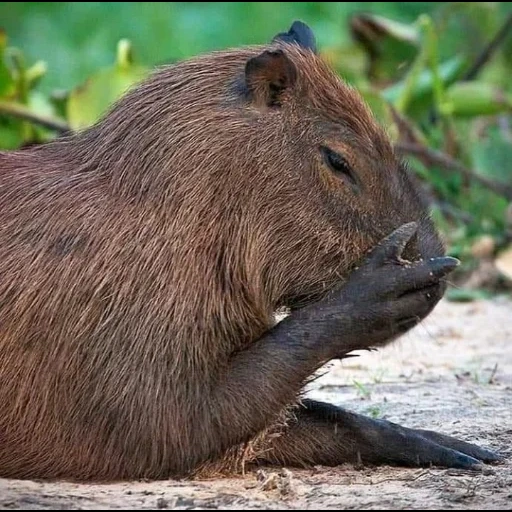 istri, cumbunya, yegor letov, ernest hemingway, binatang capybara