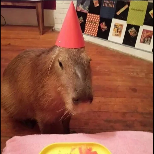 caxumba, golfinho de água, capybara, golfinho de água fofa, aniversário de capivara