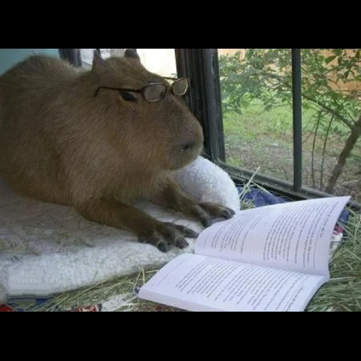 aplikasi untuk, cumbunya, cumbunya, binatang capybara, menarik capybara