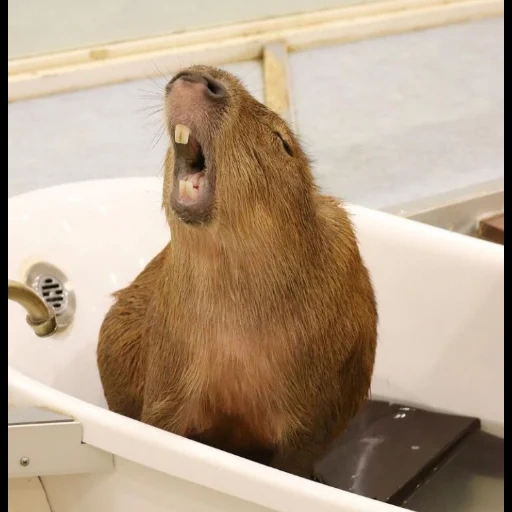 acqua barbara, roditore capibara, vasca da bagno con capibara, acqua barbara, acqua capibara
