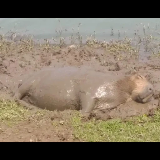 грязная свинья, капибара грязи, бегемот vs носорог, носорог против бегемота, охота гиппопотама бегемота