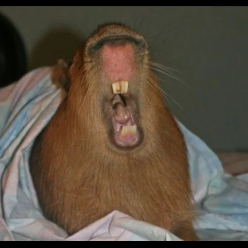 capybara, capybara hamster, capybara, capybara domestique, le capybara s'est mordu les dents